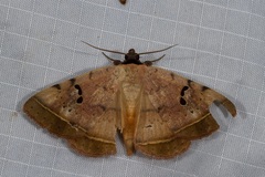 Hypopyra africana