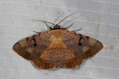 Hypopyra africana