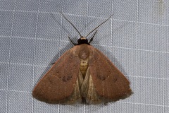 Plecoptera sarcistis