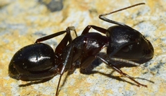 Camponotus sylvaticus