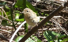 Phylloscopus collybita