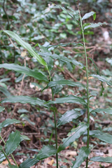 Alpinia arundelliana