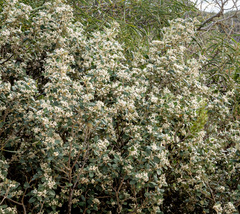 Spyridium globulosum