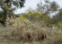 Jacksonia furcellata