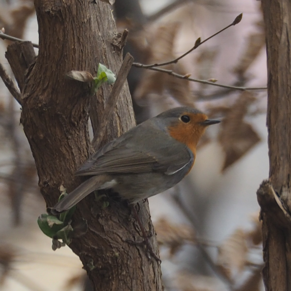 European Robin