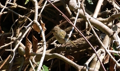 Phylloscopus collybita