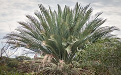 Macrozamia dyeri