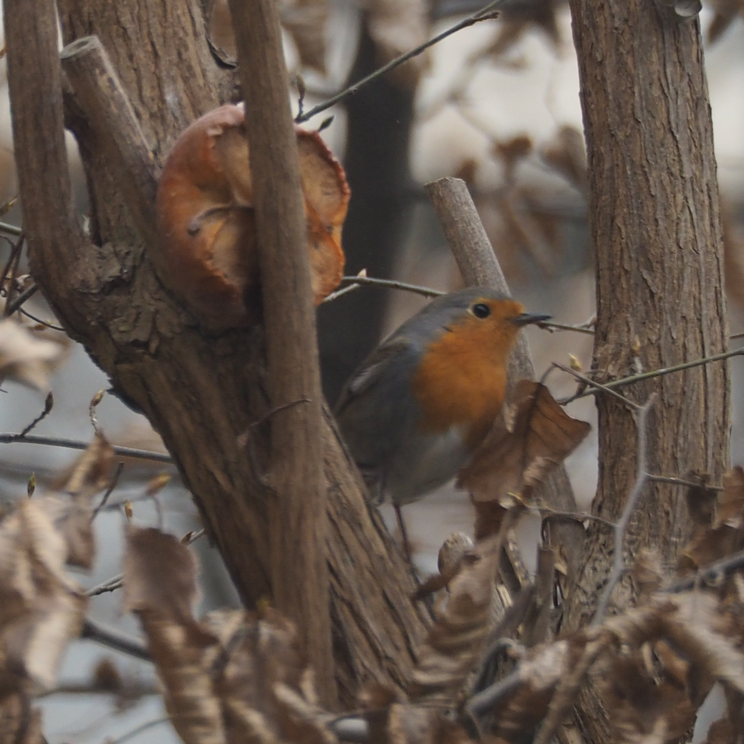 European Robin