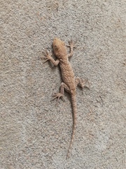 Mediodactylus russowii