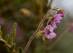 Thomasia petalocalyx