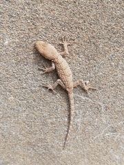 Mediodactylus russowii