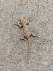 Mediodactylus russowii