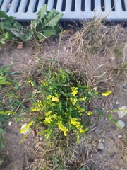 Melilotus officinalis