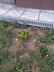 Melilotus officinalis