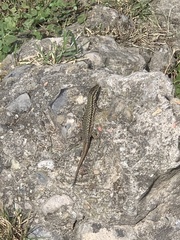 Podarcis muralis