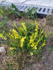 Melilotus officinalis