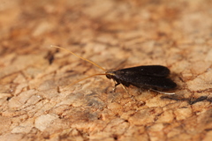 Lecithocera nigrana