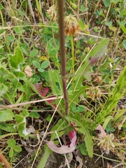 Cichorieae