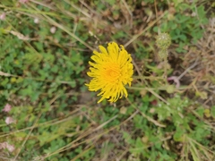Cichorieae