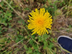 Cichorieae