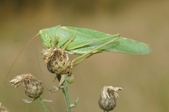 Tettigonia viridissima