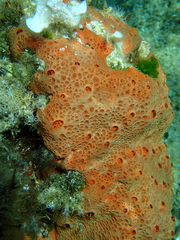 Hemimycale columella