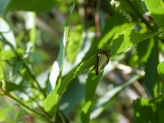 Cydalima perspectalis
