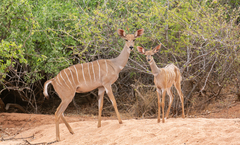 Lesser Kudu photo 2