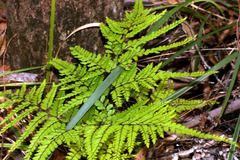 Adiantum formosum