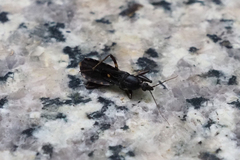 Ectomocoris