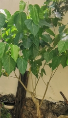 Ficus rumphii