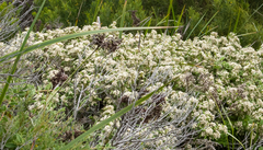 Spyridium globulosum