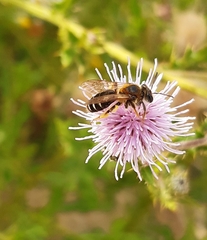 Andrena