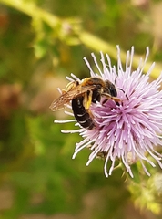 Andrena