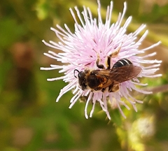 Andrena