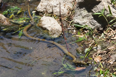 Fowlea flavipunctata