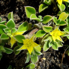 Aizoon glinoides