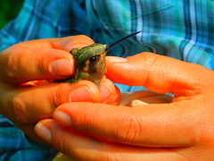 Lampornis amethystinus