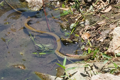 Fowlea flavipunctata