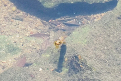 Fowlea flavipunctata