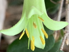 Correa reflexa reflexa