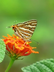 Cigaritis schistacea