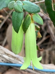 Correa reflexa reflexa