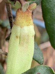 Correa reflexa reflexa