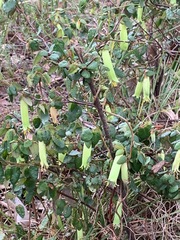 Correa reflexa reflexa