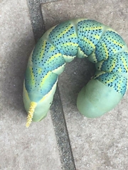 Acherontia