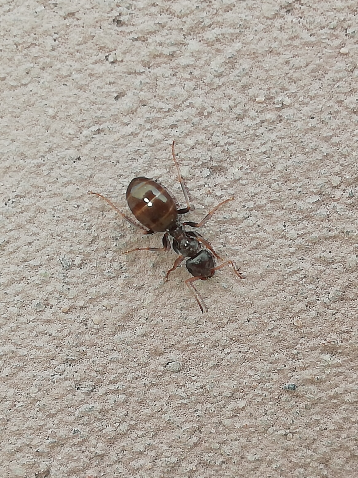 Proformica
