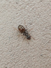 Proformica