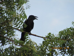 Corvus macrorhynchos culminatus