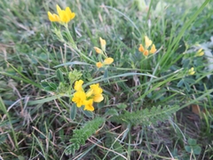 Medicago falcata
